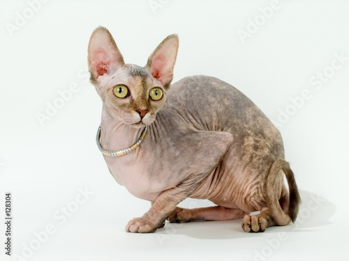 the canadian sphynx