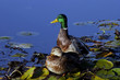 mallard duck pair mallard duck pair
