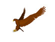 bald eagle