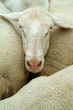 moutons