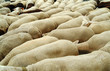 troupeau de moutons