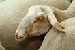 moutons
