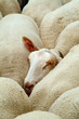 moutons