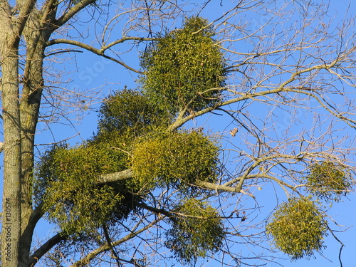 plante parasite