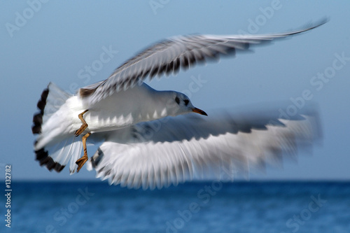 dynamic seagull