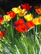 colourful spring tulip flowers colourful spring tulip flowers