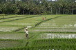 bali, ricefield