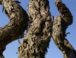 trois pieds de vignes trois pieds de vignes