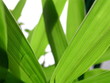 feuilles d'iris