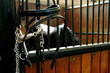  mors pelham d'equitation