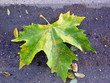feuille feuille
