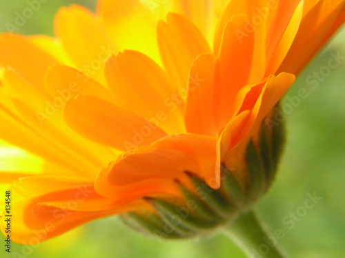 Photo: orange gerbera orange gerbera