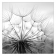 canvas print picture - luftigkeit
