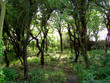lisière de la forêt lisière de la forêt