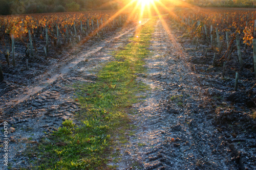 coucher soleil vignes coucher soleil vignes