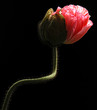 pavot rose pavot rose