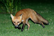 fox