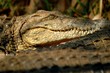 crocodile du nil crocodile du nil