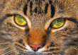 cat 1