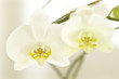 orchidee 001