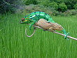 chameleons in love