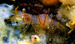 clown shrimp