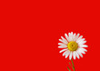 daisy on red