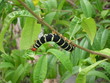 chenille