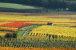 vineyard in autumn. germany