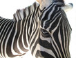 zebra zebra