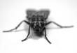 fly