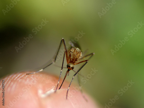 mosquito