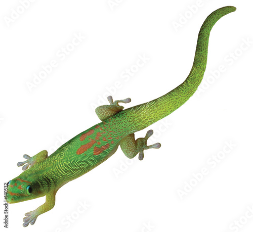 lizard