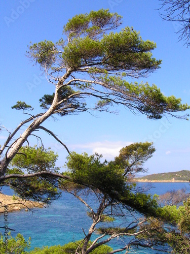 Photo: pin de la côte d'azur pin de la côte d'azur