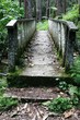 bridge in the jungle