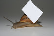 snail with a stamp