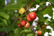 cerises cerises