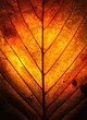 autumn leaf window