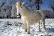 cheval blanc-neige cheval blanc-neige