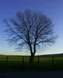 baum #1