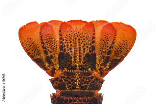 langouste (queue)