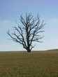 baum #2
