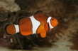 clown fish
