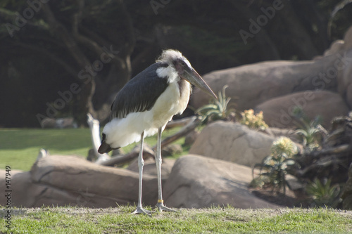 Foto: einstien bird einstien bird