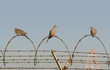 jail birds jail birds