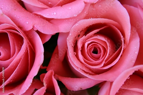 roses roses