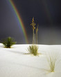 after the rain after the rain