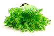 lettuce
