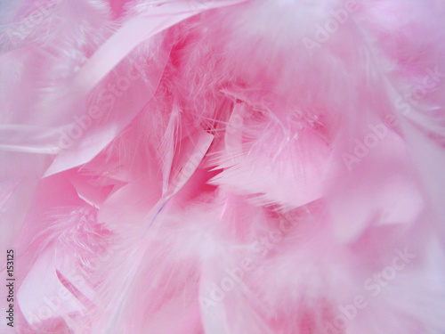 pink feathers