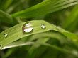 grass